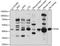 SH3 And Cysteine Rich Domain antibody, 15-988, ProSci, Western Blot image 
