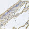 Fatty acid-binding protein 12 antibody, A16242, Boster Biological Technology, Immunohistochemistry frozen image 
