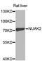 NUAK Family Kinase 2 antibody, MBS126489, MyBioSource, Western Blot image 