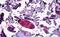Diacylglycerol O-Acyltransferase 1 antibody, NB100-57086, Novus Biologicals, Immunohistochemistry paraffin image 
