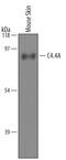 LY6/PLAUR Domain Containing 3 antibody, AF5567, R&D Systems, Western Blot image 
