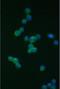 Integrin Subunit Beta 2 antibody, LS-C344006, Lifespan Biosciences, Immunofluorescence image 
