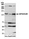 Ubiquitin Specific Peptidase 36 antibody, A300-940A, Bethyl Labs, Western Blot image 