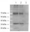 Solute Carrier Family 1 Member 2 antibody, AP54926SU-N, Origene, Western Blot image 