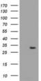Pyrroline-5-Carboxylate Reductase 2 antibody, NBP2-03187, Novus Biologicals, Western Blot image 