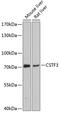 Cleavage stimulation factor subunit 3 antibody, 14-090, ProSci, Western Blot image 
