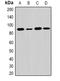 Exostosin Glycosyltransferase 1 antibody, orb340815, Biorbyt, Western Blot image 
