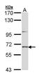 Protein Tyrosine Phosphatase Non-Receptor Type 5 antibody, PA5-29257, Invitrogen Antibodies, Western Blot image 