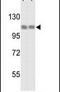 Heat Shock Protein Family H (Hsp110) Member 1 antibody, PA5-12485, Invitrogen Antibodies, Western Blot image 