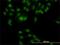 RNA Binding Fox-1 Homolog 2 antibody, H00023543-M01, Novus Biologicals, Immunocytochemistry image 