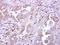 Leukocyte Immunoglobulin Like Receptor B5 antibody, GTX104193, GeneTex, Immunohistochemistry paraffin image 