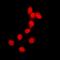 H2B Histone Family Member S antibody, orb215195, Biorbyt, Immunofluorescence image 