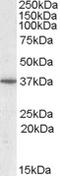 PTPA antibody, orb20236, Biorbyt, Western Blot image 