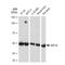 Eukaryotic Translation Elongation Factor 1 Gamma antibody, GTX03190, GeneTex, Western Blot image 