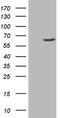 Dimethylaniline monooxygenase [N-oxide-forming] 3 antibody, M01739, Boster Biological Technology, Western Blot image 