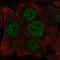 hINO80 antibody, NBP2-58955, Novus Biologicals, Immunofluorescence image 