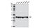 BRISC And BRCA1 A Complex Member 2 antibody, 12457S, Cell Signaling Technology, Western Blot image 