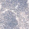 CCN2 antibody, AMAb91366, Atlas Antibodies, Immunohistochemistry frozen image 