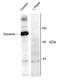Dynamin-I antibody, AHP899, Bio-Rad (formerly AbD Serotec) , Immunohistochemistry frozen image 