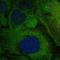 CD265 antibody, HPA047976, Atlas Antibodies, Immunofluorescence image 