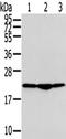 Transmembrane P24 Trafficking Protein 2 antibody, TA350515, Origene, Western Blot image 