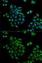 Cytochrome P450 Family 2 Subfamily C Member 9 antibody, GTX55583, GeneTex, Immunofluorescence image 