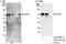 Cell division control protein 6 homolog antibody, A302-487A, Bethyl Labs, Western Blot image 