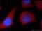 Leptin Receptor antibody, 20966-1-AP, Proteintech Group, Immunofluorescence image 