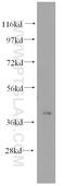 Solute Carrier Family 25 Member 3 antibody, 15855-1-AP, Proteintech Group, Western Blot image 