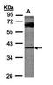 Dual Specificity Phosphatase 7 antibody, orb69680, Biorbyt, Western Blot image 