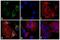 Mouse IgG Fab antibody, SA1-72023, Invitrogen Antibodies, Immunofluorescence image 