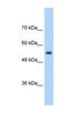 Solute carrier family 13 member 3 antibody, NBP1-60011, Novus Biologicals, Western Blot image 