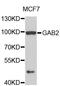 GRB2-associated-binding protein 2 antibody, LS-C408234, Lifespan Biosciences, Western Blot image 