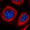 Zinc Finger Protein 695 antibody, HPA024743, Atlas Antibodies, Immunofluorescence image 
