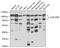 Galectin 3 Binding Protein antibody, A02938, Boster Biological Technology, Western Blot image 