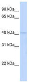 RAD9 Checkpoint Clamp Component A antibody, TA330361, Origene, Western Blot image 