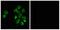 G Protein-Coupled Receptor Class C Group 5 Member B antibody, A30826, Boster Biological Technology, Immunofluorescence image 