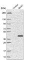 Iron-Sulfur Cluster Assembly Factor IBA57 antibody, PA5-56499, Invitrogen Antibodies, Western Blot image 