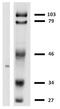 Major Histocompatibility Complex, Class I, G antibody, LS-C46101, Lifespan Biosciences, Western Blot image 