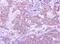 GTPase IMAP family member 5 antibody, NBP1-31165, Novus Biologicals, Immunohistochemistry frozen image 