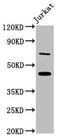 Exoribonuclease 1 antibody, CSB-PA22449A0Rb, Cusabio, Western Blot image 