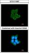 Phosphofructokinase, Muscle antibody, GTX111597, GeneTex, Immunocytochemistry image 