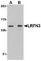 Leucine Rich Repeat And Fibronectin Type III Domain Containing 3 antibody, TA306740, Origene, Western Blot image 