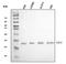 Fibroblast Growth Factor 2 antibody, A00121-3, Boster Biological Technology, Western Blot image 