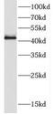 Cyclic AMP-responsive element-binding protein 1 antibody, FNab01961, FineTest, Western Blot image 