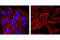 POU Class 5 Homeobox 1 antibody, 5263S, Cell Signaling Technology, Immunocytochemistry image 