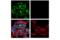 DNA Methyltransferase 3 Beta antibody, 44145S, Cell Signaling Technology, Immunofluorescence image 