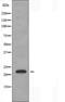 Peptidylprolyl Isomerase F antibody, orb225708, Biorbyt, Western Blot image 