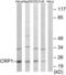 Cysteine and glycine-rich protein 1 antibody, LS-B8405, Lifespan Biosciences, Western Blot image 