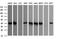 Cell division cycle protein 123 homolog antibody, NBP2-45600, Novus Biologicals, Western Blot image 